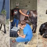 “Caballos de Quilmes” en riesgo: el hospital enfrenta el cierre y necesita ayuda urgente