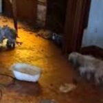 Rescatan perros de un criadero clandestino en San Carlos