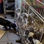 Escándalo y tensión en Berazategui durante un operativo por maltrato animal