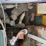 Rescataron más de 40 animales tras un allanamiento en Quilmes
