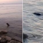 Un lobo marino en la costa quilmeña: un lobo marino apareció frente a La Ribera y fue filmado por vecinos