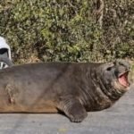 Tras horas de operativo, lograron rescatar y devolver al mar al enorme elefante marino que sorprendió en Ensenada