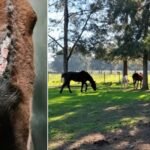 Allanamiento por maltrato animal: agresiones, tensión y caballos rescatados