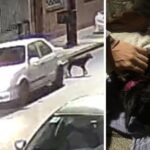 Abandonaron a una perrita, corrió detrás del auto y murió atropellada por un motociclista