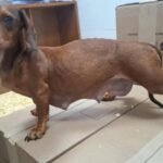 Clausuran un comercio en Quilmes tras detectar la venta irregular de perros de raza