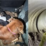 Rescataron a una perra y sus ocho cachorros atrapados en un desagüe en Berisso