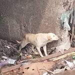 Bomberos de Bernal rescataron a un perro que había quedado atrapado en el arroyo