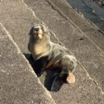 Rescataron un pequeño lobo marino en la Ribera de Quilmes